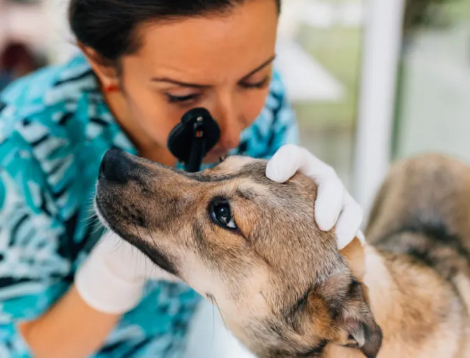 Doctor examining a dog's eye